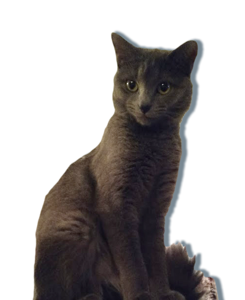 my cat loki